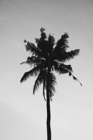 ollivves tropical 3359670